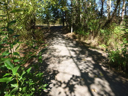Year-round compacted gravel trail has drop-offs on both sides prior to the oak grove